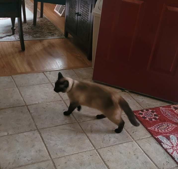 Photo of Monkey