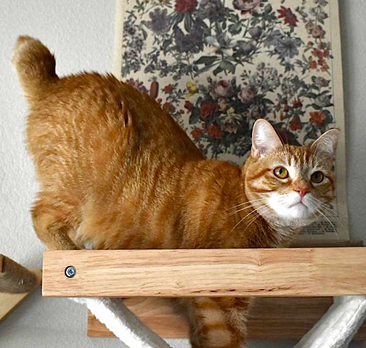 Photo of Momo