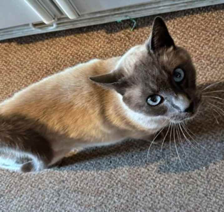 Photo of VERN - Offered by Owner - Young adult Siamese