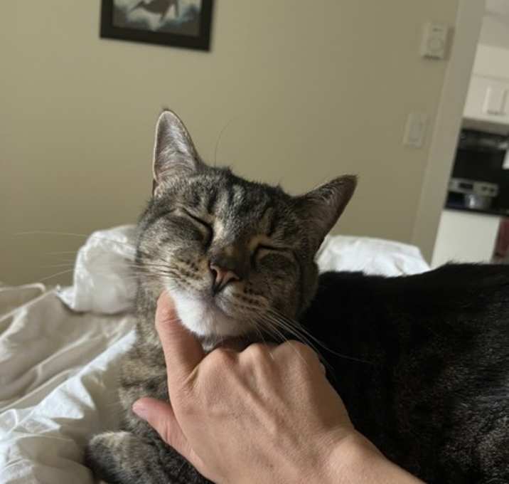 Photo of Milo