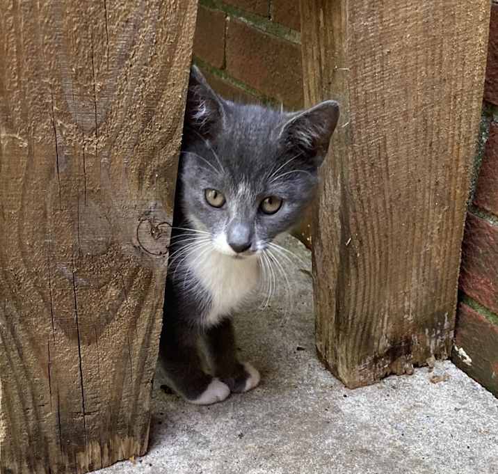 Photo of Ms, Spock