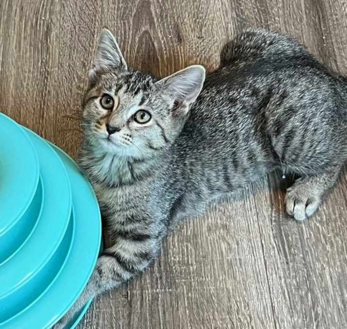 Photo of KITTEN REY