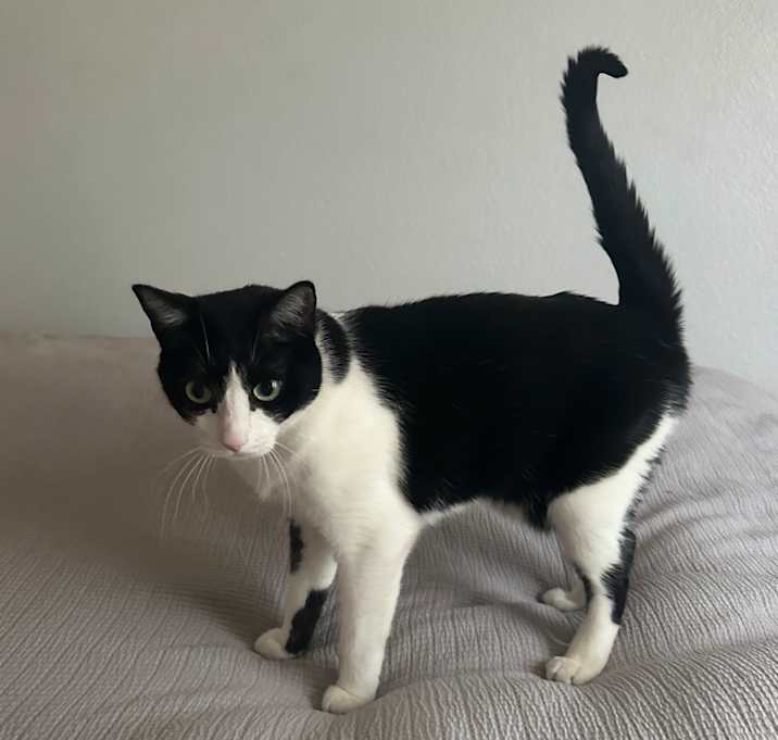 Photo of Pixie