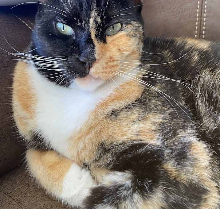 Photo of Lola **COURTESY LISTING**