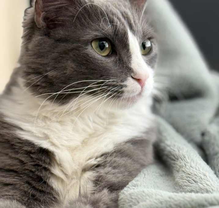 Photo of Vinnie (Courtesy Post)