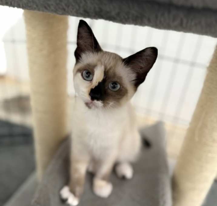 Photo of Phoebe