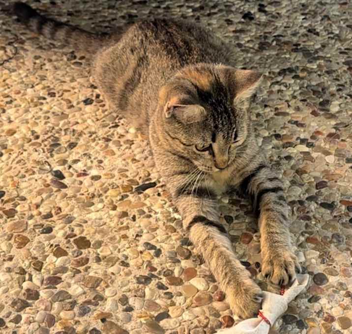 Photo of Kitty