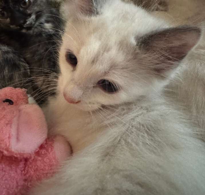 Photo of Bella and Boni