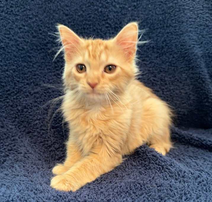Photo of Cheewee