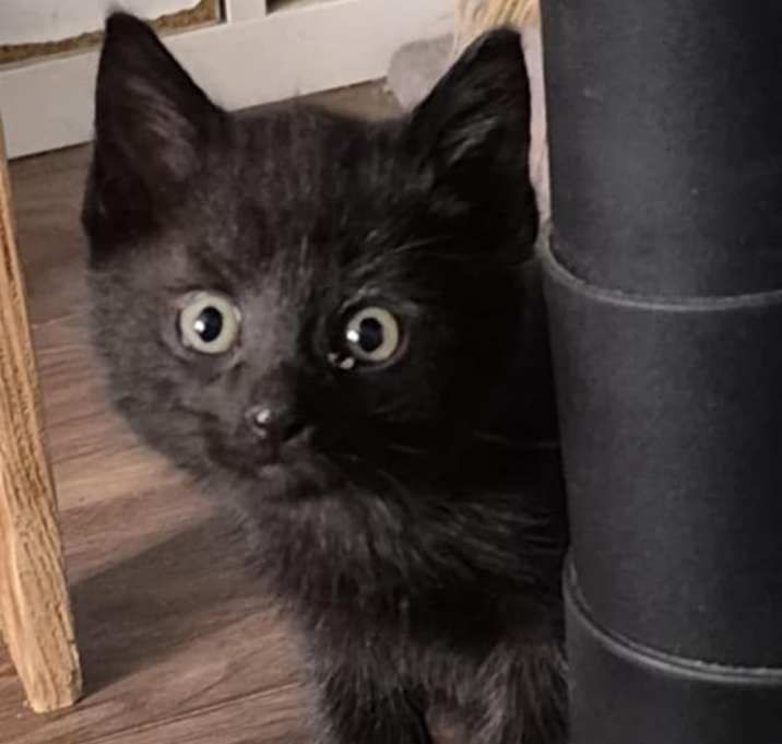 Photo of Kylo