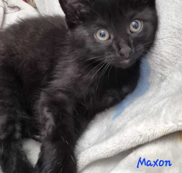 Photo of Maxon