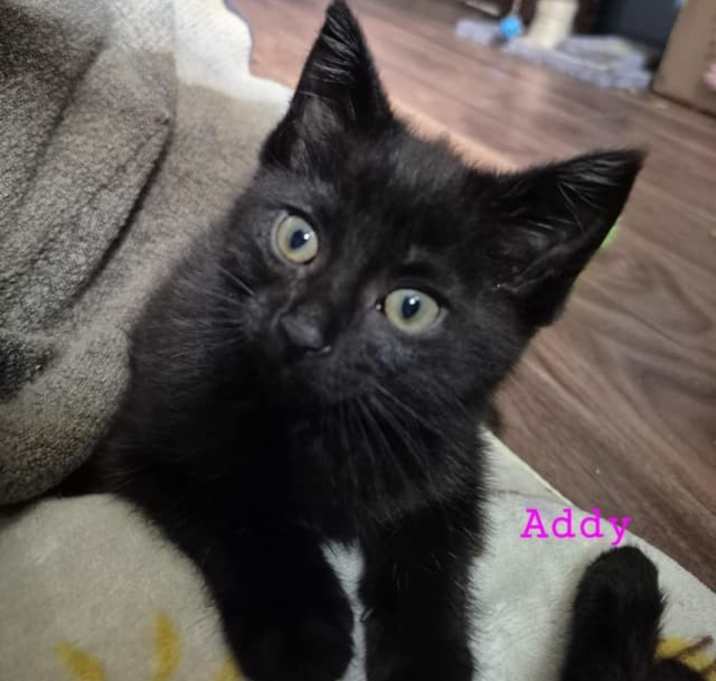Photo of Addy