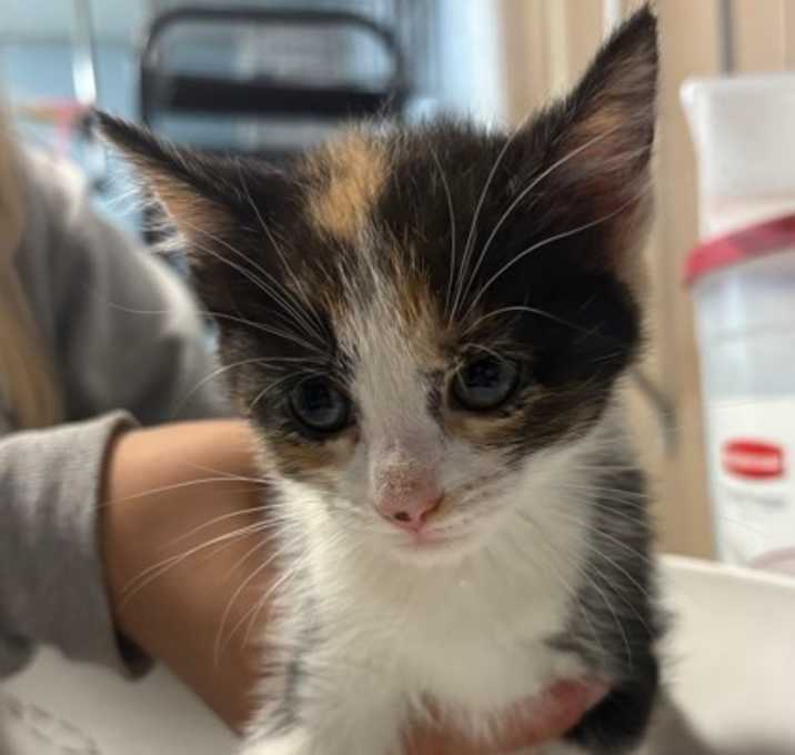 Photo of Penny