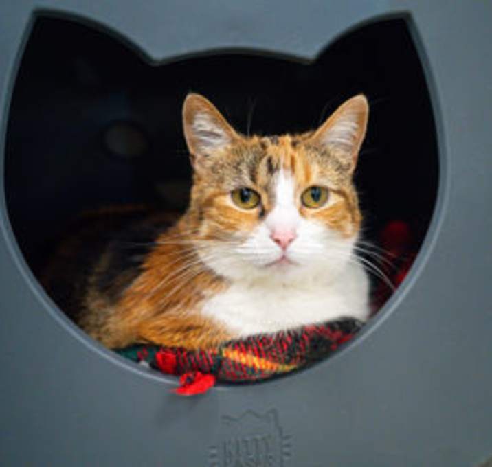 Photo of Butterscotch