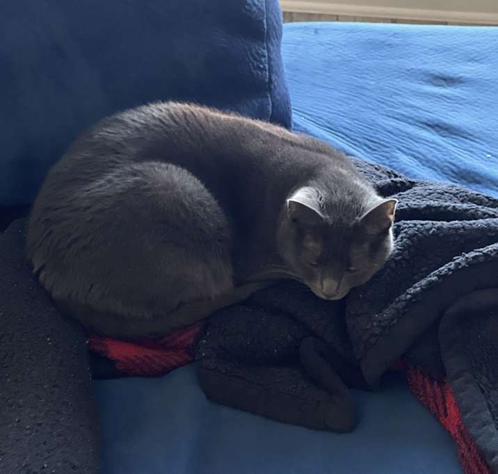 Photo of Harley