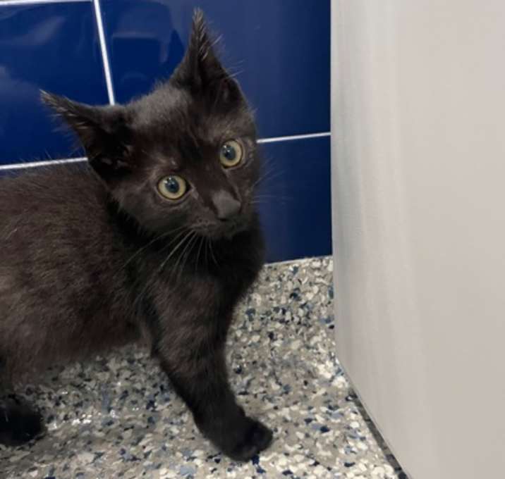 Photo of Fidget