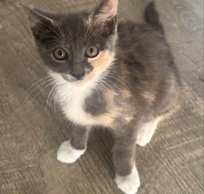 Photo of Snort (Available for pre-adoption)