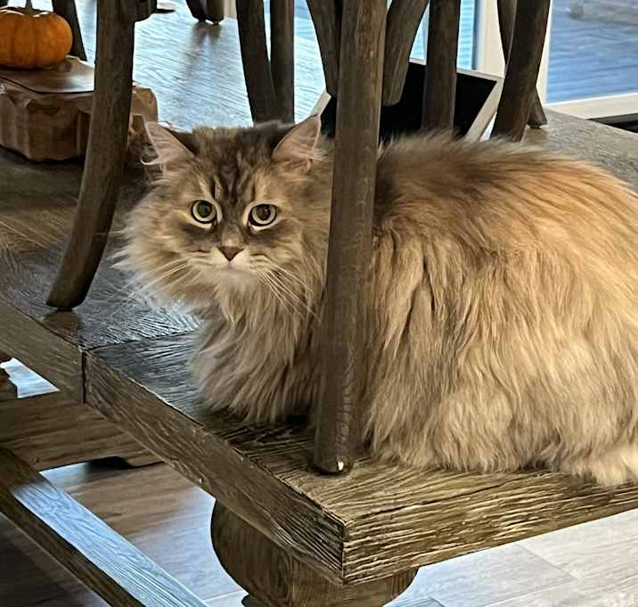 Photo of Natasha