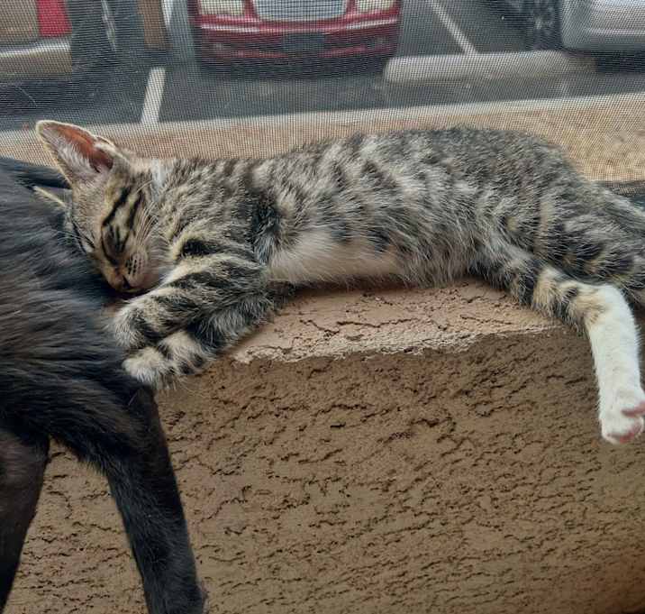 Photo of Jasper
