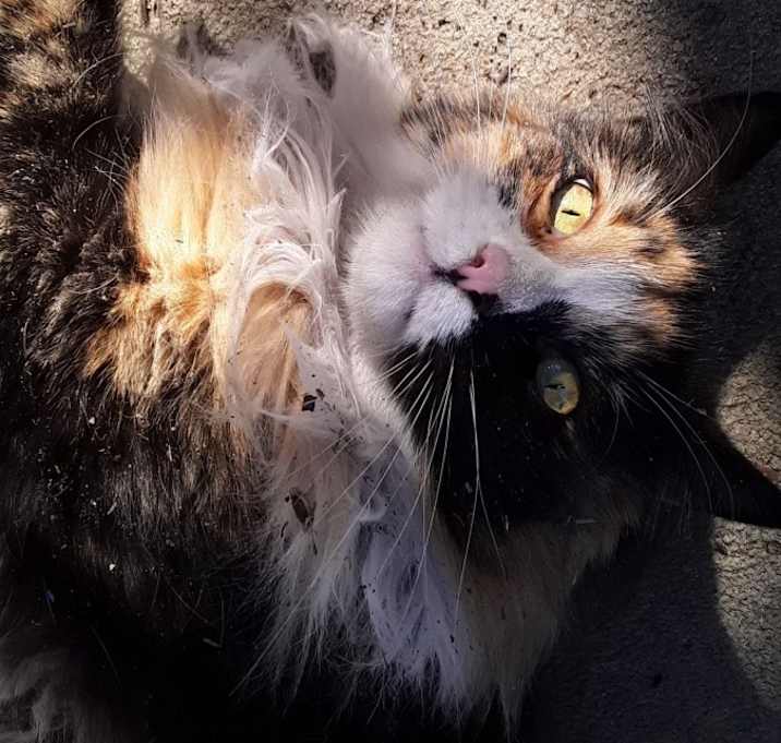 Photo of Calico