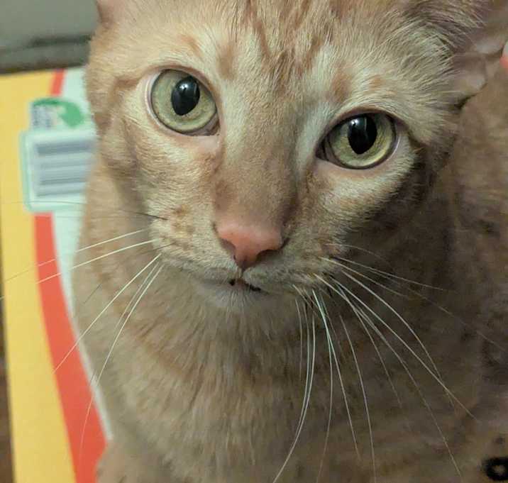 Photo of Niko