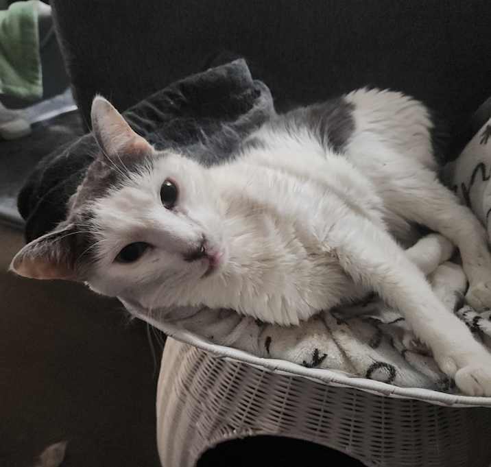 Photo of Chevy