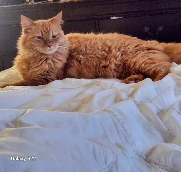 Photo of Ginger