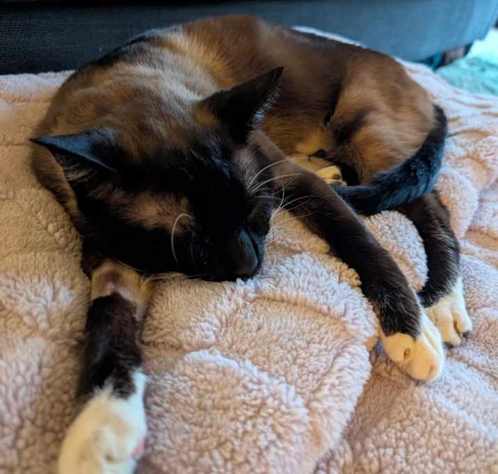 Photo of Milo