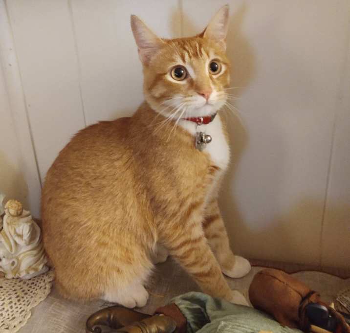 Photo of Mango