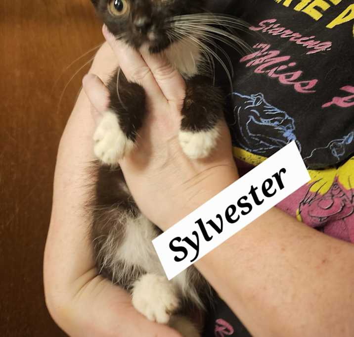 Photo of Sylvester