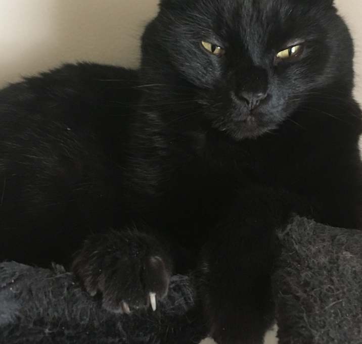 Photo of Onyx