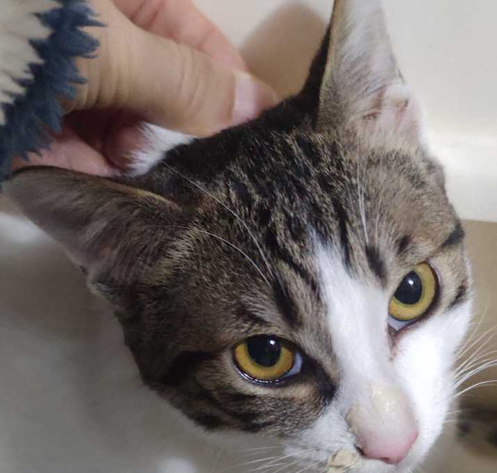 Photo of pippi