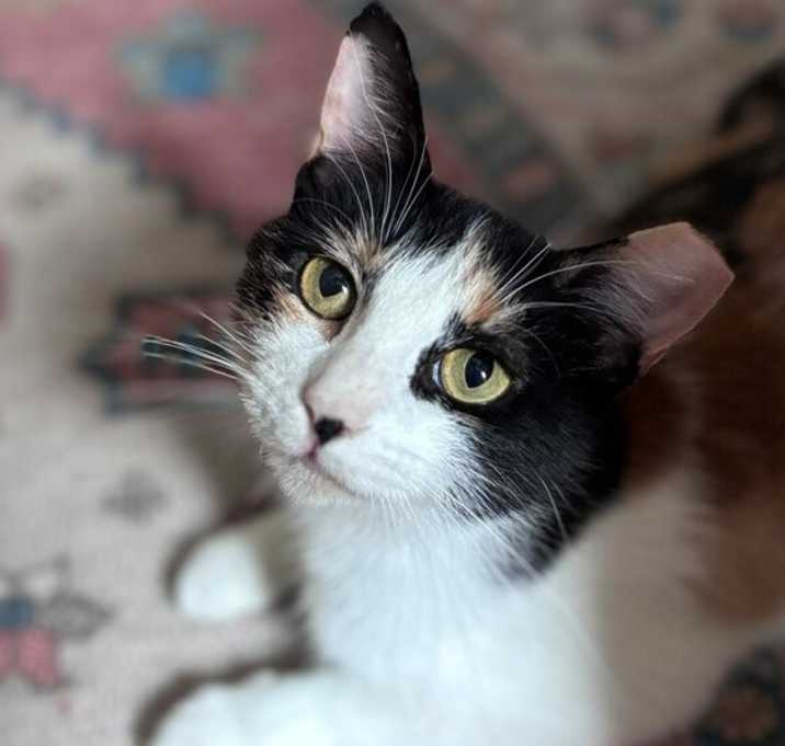 Photo of Love Bug
