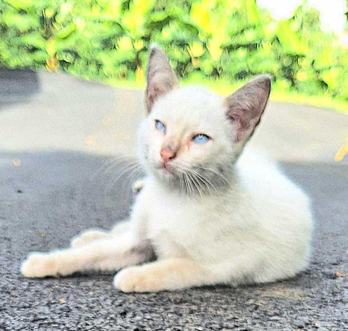Photo of DUQUESA