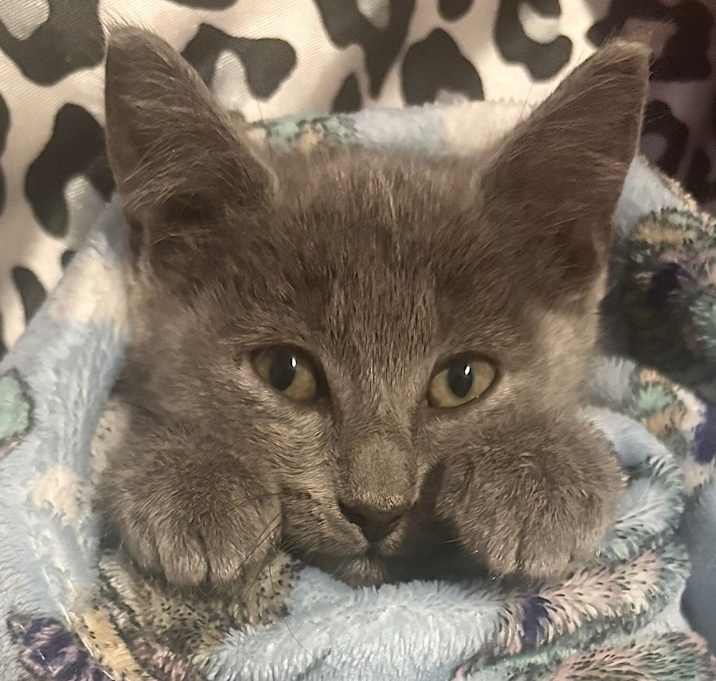 Photo of Midnight