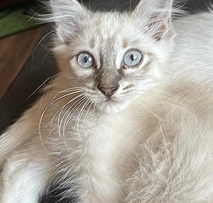 Photo of Smoky