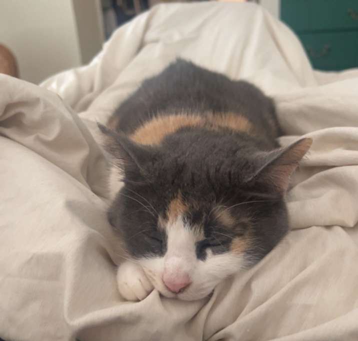 Photo of Luna