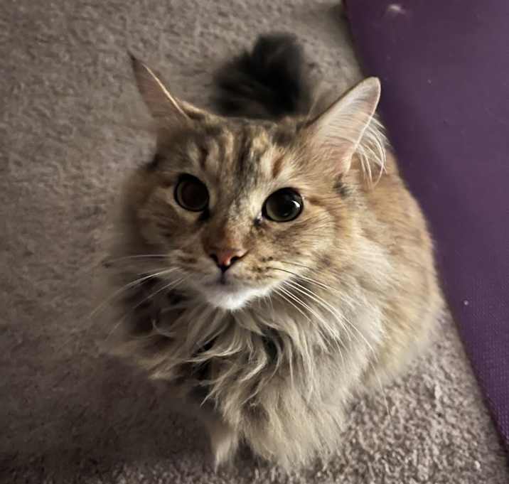 Photo of Princess Buttercup