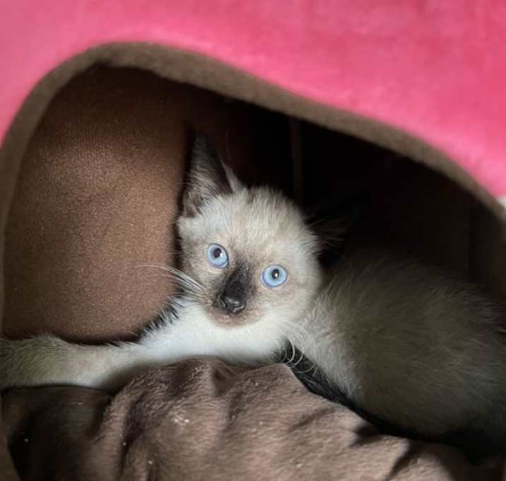 Photo of U-Haul (Available for pre-adoption)