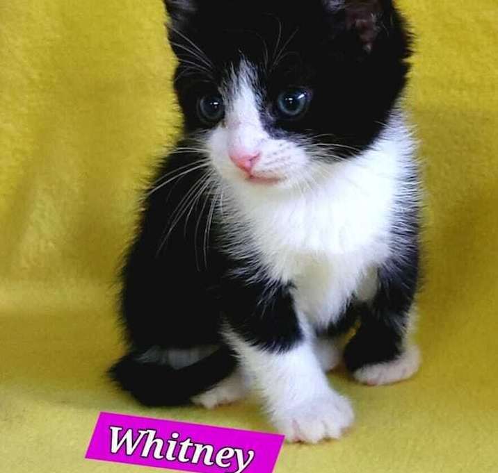 Photo of Whitney