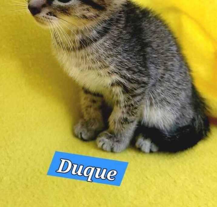 Photo of Duque (Duke) - Royal kitten