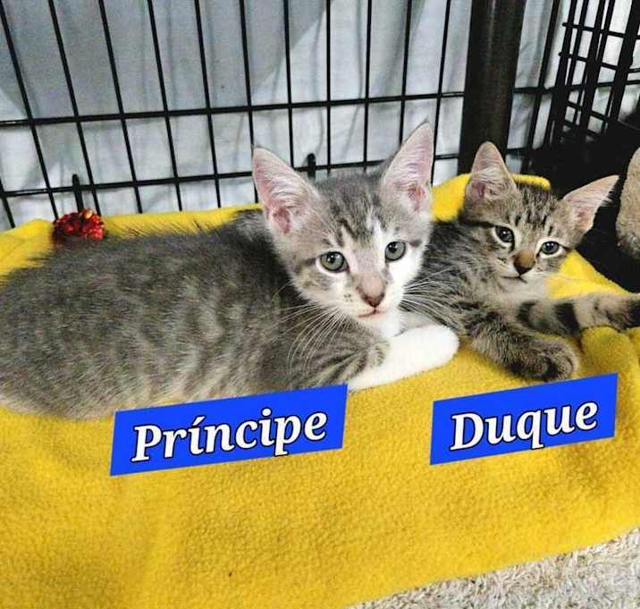 Photo of Principe (Prince) - Royal kitten