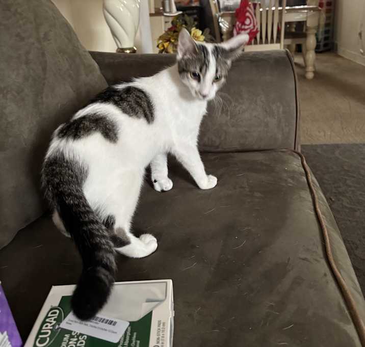 Photo of Cupcake