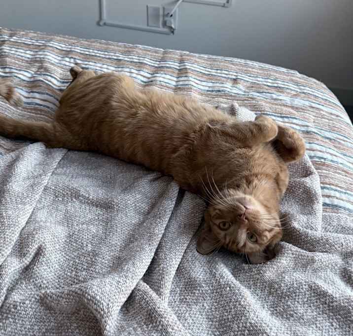 Photo of Biscuit