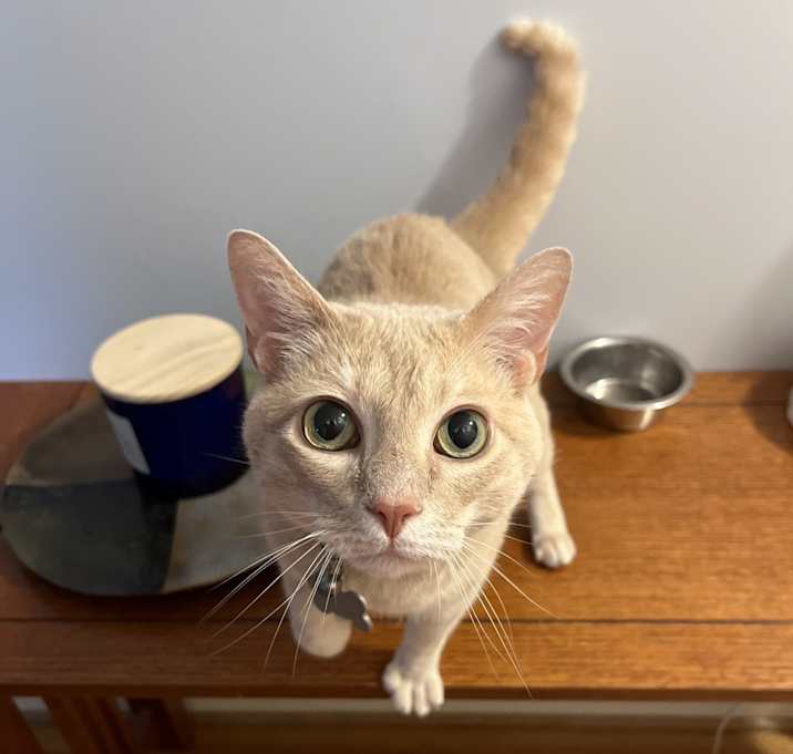Photo of Toast
