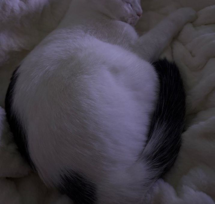 Photo of Milo