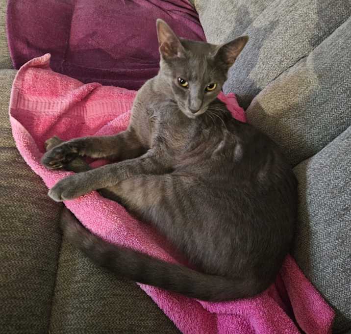 Photo of Olive