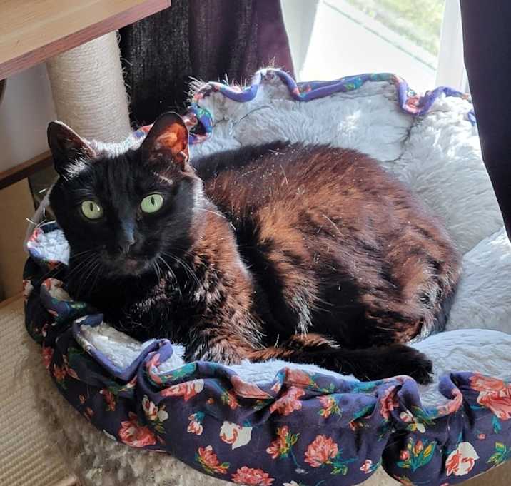 Photo of Roxanne
