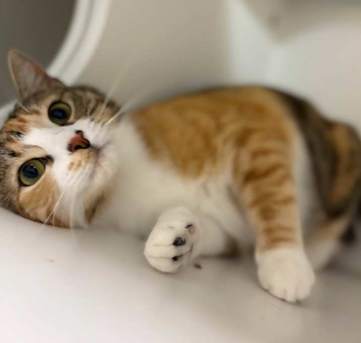 Photo of Callie