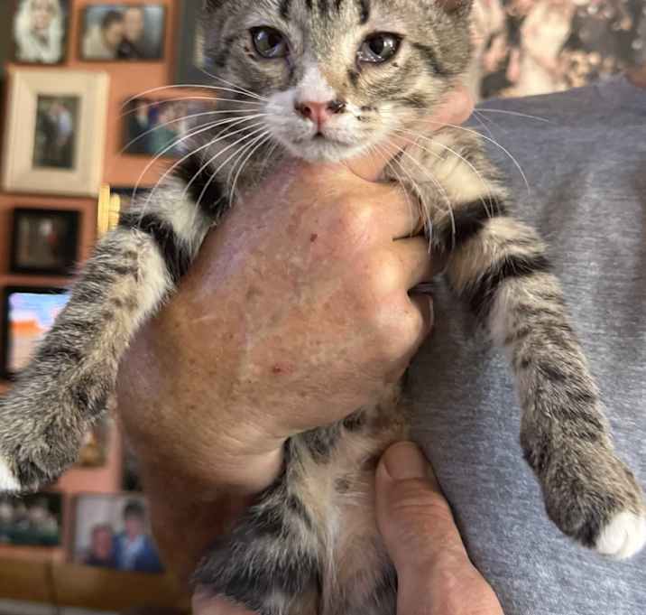 Photo of Tabby1